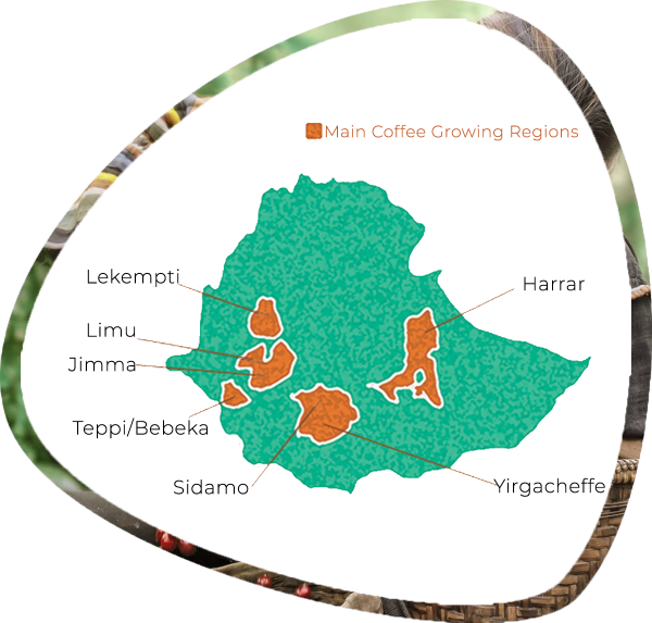 Coffee grwoing regions in Ethiopia